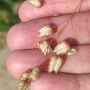Briza maxima L.Briza maxima L.