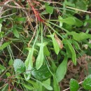 Rumex acetosella  L.Rumex acetosella L.