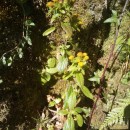 Pentanema squarrosum (L.) D.Gut.Larr., Santos-Vicente, Anderb., E.Rico & M.M.Mart.Ort.Pentanema squarrosum (L.) D.Gut.Larr., Santos-Vicente, Anderb., E.Rico & M.M.Mart.Ort.