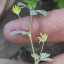 Trifolium dubium Sibth.Trifolium dubium Sibth.