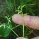 Cerastium glomeratum Thuill.Cerastium glomeratum Thuill.