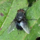 Calliphora vicina (Robineau-Desvoidy, 1830)Calliphora vicina Robineau-Desvoidy, 1830