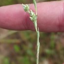 Logfia minima (Sm.) Dumort.Logfia minima (Sm.) Dumort.