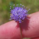 Jasione montana L.Jasione montana L.