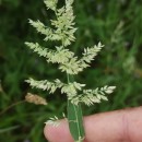 Holcus lanatus L.Holcus lanatus L.