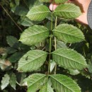 Fraxinus excelsior L.Fraxinus excelsior L.