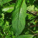 Scrophularia auriculata L.Scrophularia auriculata L.