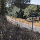 Quercus suber L.Quercus suber L.