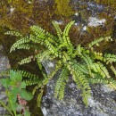 Asplenium trichomanes L. subsp. quadrivalens D.E. Mey.Asplenium trichomanes L. subsp. quadrivalens D.E. Mey.