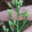 Erigeron sumatrensis Retz.Erigeron sumatrensis Retz.
