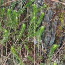 Thymelaea coridifolia (Lam.) Endl. subsp. coridifoliaThymelaea coridifolia (Lam.) Endl. subsp. coridifolia