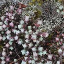 Sedum brevifolium DC.Sedum brevifolium DC.