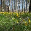 Narcissus cyclamineus DC.Narcissus cyclamineus DC.