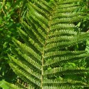 Dryopteris affinis - Grupo (Lowe) Fraser-JenkinsDryopteris affinis - Grupo (Lowe) Fraser-Jenkins