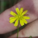 Lapsana communis L.Lapsana communis L.