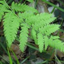 Thelypteris palustris SchottThelypteris palustris Schott