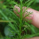 Achillea millefolium L.Achillea millefolium L.