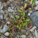 Crassula tillaea Lest.-Garl.Crassula tillaea Lest.-Garl.