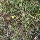 Ranunculus flammula L.Ranunculus flammula L.
