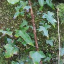 Hedera hibernica (G. Kirchn.) Bean‹Hedera hibernica (G. Kirchn.) Bean‹