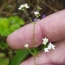 Galium album Mill.Galium album Mill.