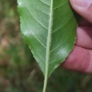 Prunus serotina Ehrh.Prunus serotina Ehrh.