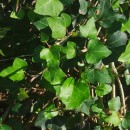 Hedera hibernica (G. Kirchn.) Bean‹Hedera hibernica (G. Kirchn.) Bean‹