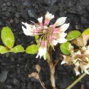 Trifolium repens L.Trifolium repens L.