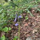 Hyacinthoides non-scripta (L.) Chouard ex Rothm.Hyacinthoides non-scripta (L.) Chouard ex Rothm.
