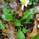 Bellis perennis L.Bellis perennis L.