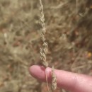 Dactylis glomerata LDactylis glomerata L