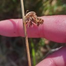 Juncus effusus L.Juncus effusus L.