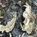 Canis lupus (Linnaeus, 1758)Canis lupus (Linnaeus, 1758)
