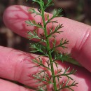 Achillea millefolium L.Achillea millefolium L.