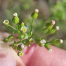 Erigeron canadensis L.Erigeron canadensis L.