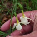 Narcissus triandrus L. subsp. triandrusNarcissus triandrus L. subsp. triandrus