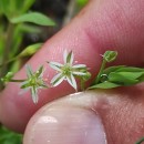 Stellaria alsine GrimmStellaria alsine Grimm