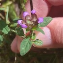 Prunella vulgaris L.Prunella vulgaris L.