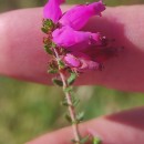 Erica ciliaris L.Erica ciliaris L.