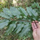 Prunus serotina Ehrh.Prunus serotina Ehrh.