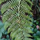 Athyrium filix-femina (L.) RothAthyrium filix-femina (L.) Roth