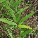 Pseudosasa japonica (Siebold & Zucc. ex Steud.) Makino ex Nakai 1925Pseudosasa japonica (Siebold & Zucc. ex Steud.) Makino ex Nakai 1925