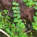 Hypericum humifusum L.Hypericum humifusum L.