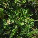 Bellis perennis L.Bellis perennis L.