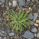 Plantago coronopus L.Plantago coronopus L.
