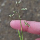 Poa annua L.Poa annua L.