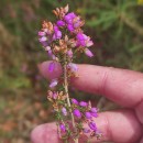Erica cinerea L.Erica cinerea L.