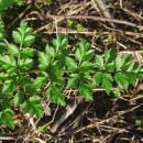 Oenanthe crocata L.Oenanthe crocata L.