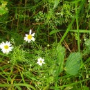 Anthemis arvensis L. subsp. arvensisAnthemis arvensis L. subsp. arvensis