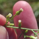 Erigeron canadensis L.Erigeron canadensis L.